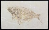 Bargain Mioplosus Fossil Fish - Uncommon Species #33570-1
